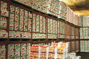 احداث سردخانه