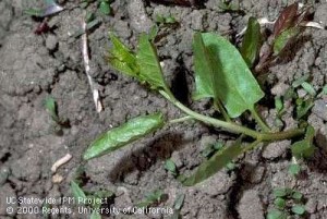 مقاله مکانیزم های اساسی تهاجم گیاهان غیر بومی