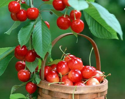 احداث باغ میوه