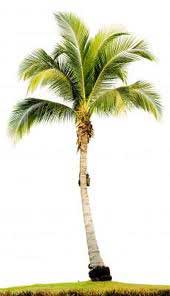 طرح توجیهی پرورش پیتوس و نخل زینتی