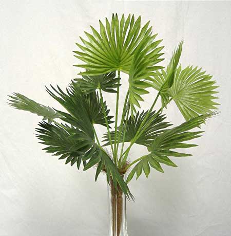 طرح توجیهی پرورش پیتوس و نخل زینتی