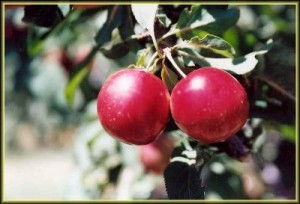 دانلود گزارش کارآموزی باغبانی