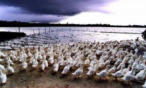 دانلود طرح توجیهی پرورش اردک مادر