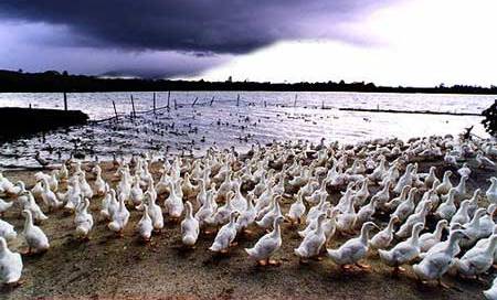 پرورش اردک مادر
