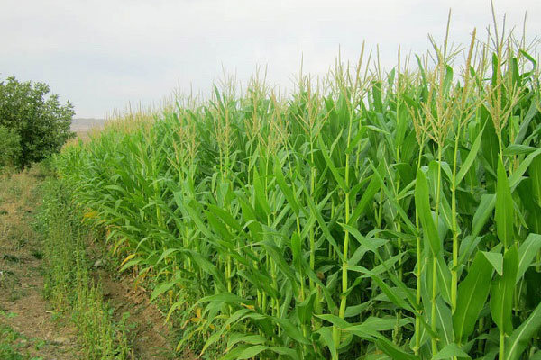 پاورپوینت زراعت غلات علوفه ای