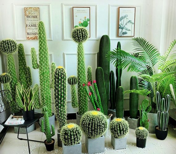 پاورپوینت گیاهان زینتی کاکتوس ها و گل های تزئینی