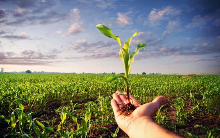 دانلود پاورپوینت زراعت و اصلاح نباتات