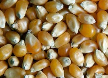 طرح توجیهی ذرت حجیم شده و بلغور