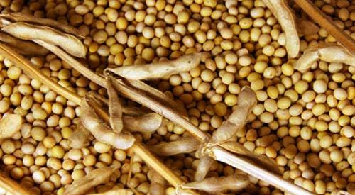 دانلود طرح توجیهی پروتئین سویا