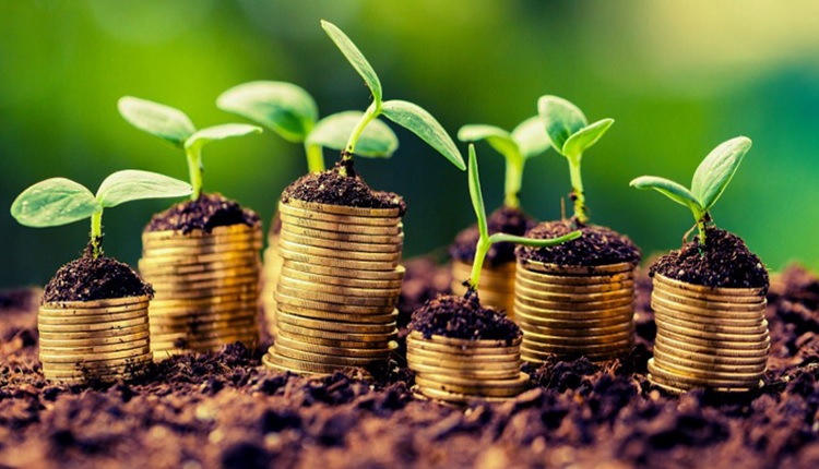 مقاله اهمیت اقتصادی بور در کشاورزی و باغبانی