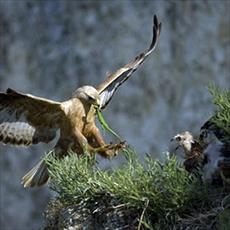 پوشش جانوری مناطق حفاظت شده استان خراسان رضوی