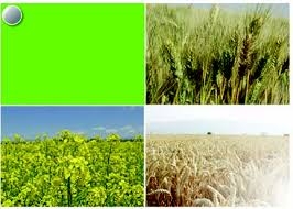 دانلود مقاله آیش بندی و تناوب زمین