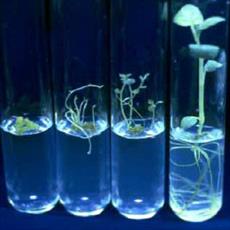 پاورپوینت اصلاح نباتات، مهندسی ژنتیک