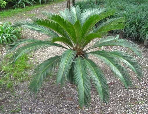 مقاله کاشت و تکثیر گیاهان زینتی