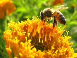 مقاله الگوریتم کلونی زنبور عسل (ABC)