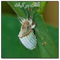 دانلود مقاله آفات مرکبات