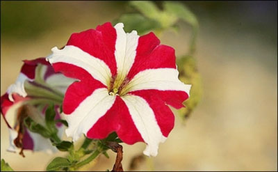 مقاله انواع گل ها