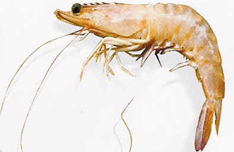 مقاله آموزش پرورش و تولید میگو