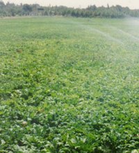 مقاله راهکارهای توسعه در بخش کشاورزی