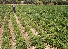 تحقیق میزان پتاس مورد نیاز در زراعت چغندرقند