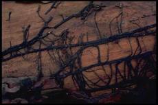 تحقیق بیماری حشرات در چوب درختان