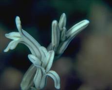 تحقیق اصول رده بندی گیاهی