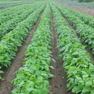 تحقیق باروری و حاصلخیزی