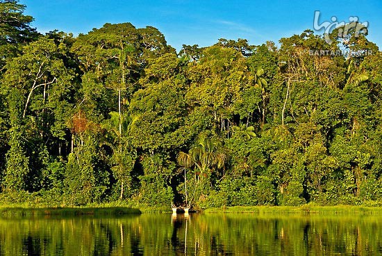 مقاله در مورد جنگل آمازون