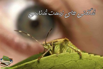 مقاله شگفتی های زیست شناسی