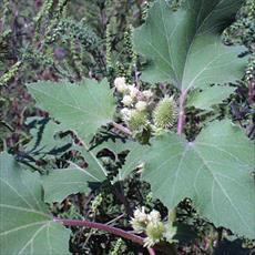 علف هرز توق ریشه و بذر