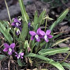 پاورپوینت زیر رده دیلنیده (DILLENIIDAE)