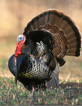 تحقیق بوقلمون