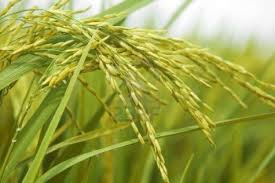 دانلود مقاله برنج (خصوصیات ، کاشت ، داشت)