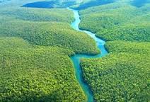 مقاله جنگل آمازون و تهدیدهای محیط زیستی آن
