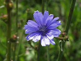 تحقیق کاسنی