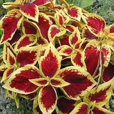 طرح توجیهی پرورش گل و گیاه در گلخانه