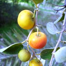 طرح توجیهی کاشت کنار