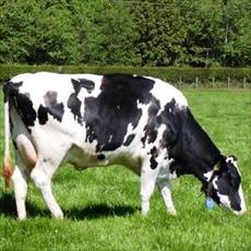 طرح توجیهی احداث گاوداری شیری