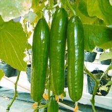 طرح توجیهی پرورش صیفی جات گلخانه ای (خیار)