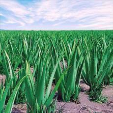 طرح توجیهی کاشت آلوئه ورا طرح توجیهی کاشت آلوئه ورا