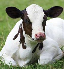 طرح توجیهی پرواربندی گوساله