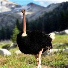 طرح توجیهی تولید کنسرو گوشت شتر مرغ