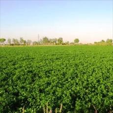 طرح توجیهی کشت یونجه و تولید علوفه