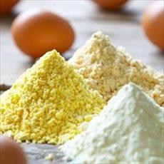 طرح توجیهی تولید پودر تخم مرغ