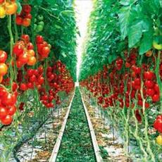 طرح توجیهی تولید محصولات خارج از فصل در گلخانه