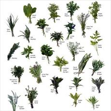 طرح توجیهی کشت و پرورش گلها و گیاهان داروئی و صنعتی