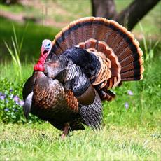 پروژه کارآفرینی پرورش بوقلمون گوشتی به صورت اتوماتیک