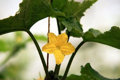 پاورپوینت مقایسه ارقام خیار