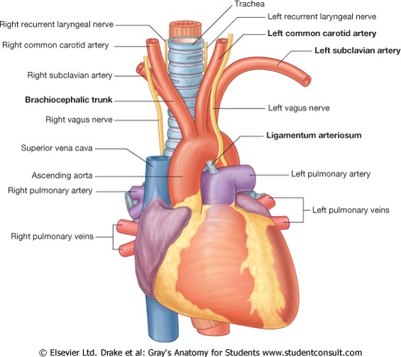 دانلود پاورپوینت آناتومی تنه