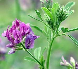 دانلود پاورپوینت یونجه 97 اسلاید